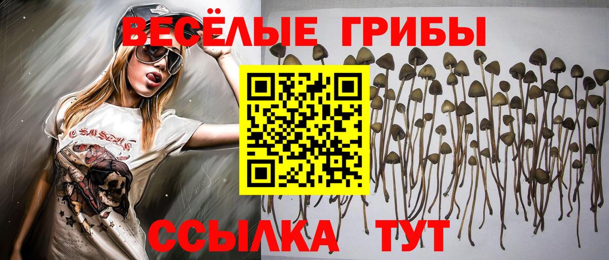 Галлюциногенные грибы прущие грибы Тайшет